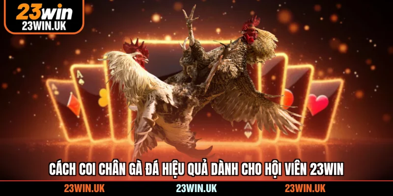 cách coi chân gà đá