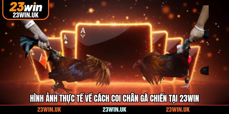 Hình ảnh thực tế về cách coi chân gà chiến tại 23WIN